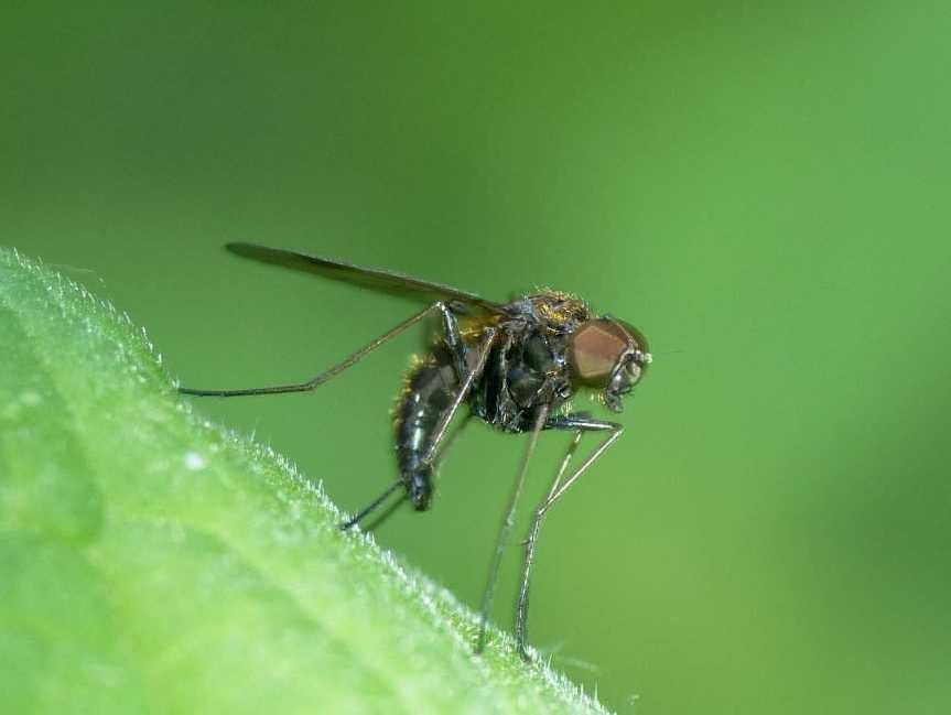 Chrysopilus cfr cristatus